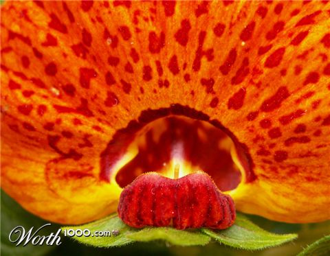 Photography by Halkatla