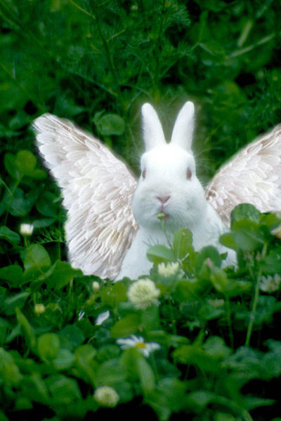 Photoshop Design by Irrwitzer for DesignCrowd (Community Contests) | Design #9040813