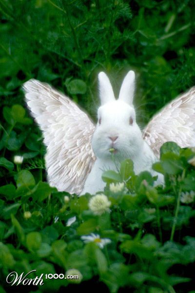 Photoshop Design by Irrwitzer