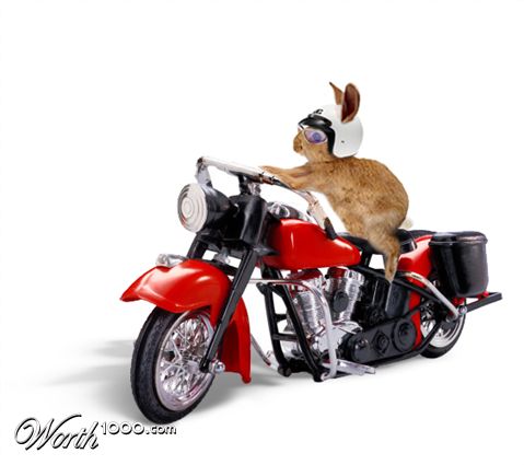 Photoshop Design by stephswartz