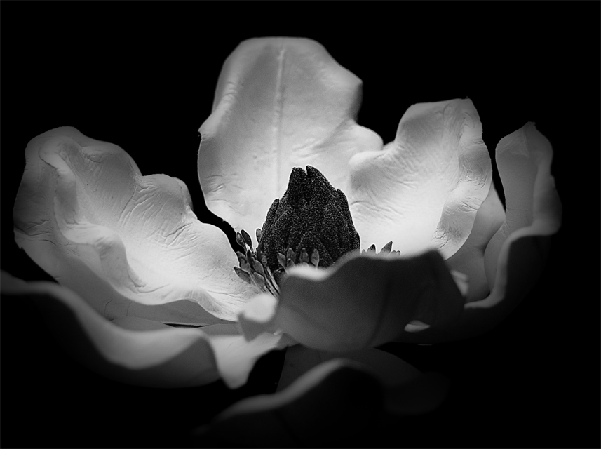 Fotografie von tgimages für DesignCrowd (Community Contests) | Design #9059013