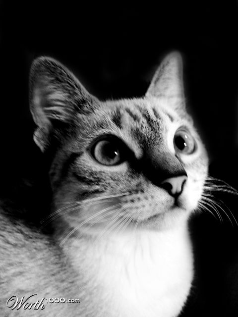 Photography by stehcw