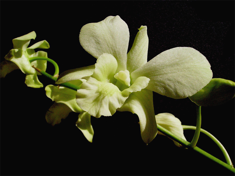 Fotografie von IsleofJura für DesignCrowd (Community Contests) | Design #9059070