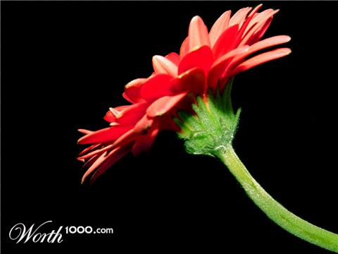 Photography by Cicee16