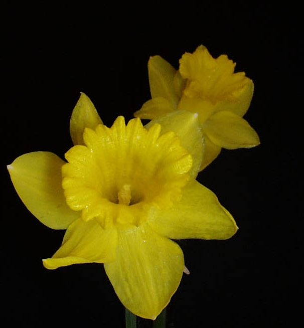 Photography by kathnh for DesignCrowd (Community Contests) | Design #9059164