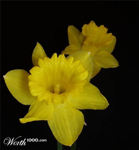 Photography by kathnh