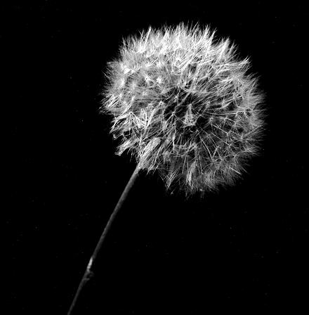 Photographie par dylder pour DesignCrowd (Community Contests) | Design #9059109