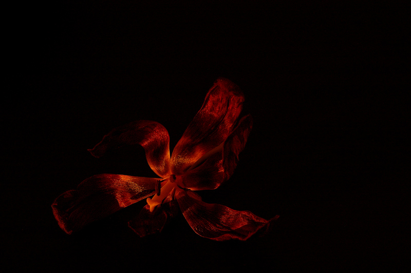 Photographie par wiggster pour DesignCrowd (Community Contests) | Design #9059106