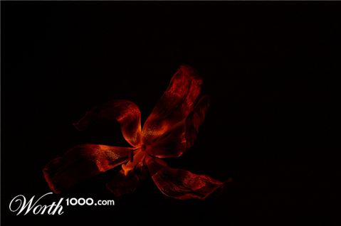 Photography by wiggster