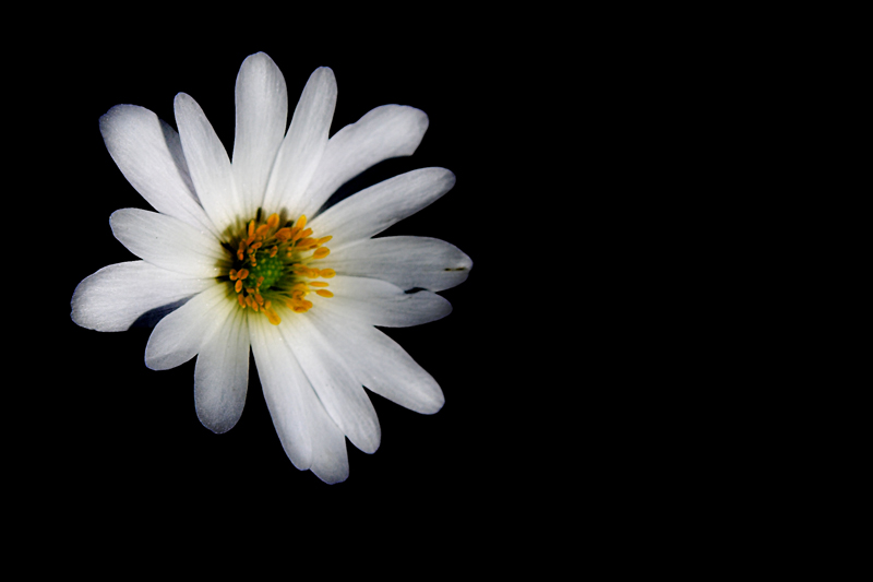 Photographie par nedens pour DesignCrowd (Community Contests) | Design #9059113