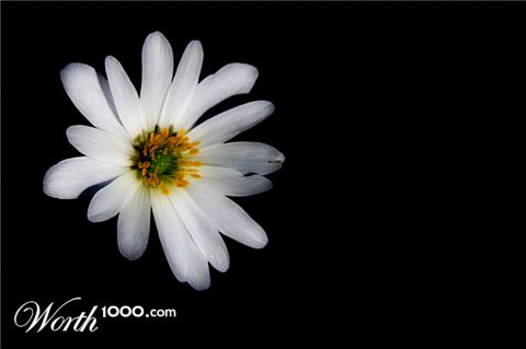 Photography by nedens