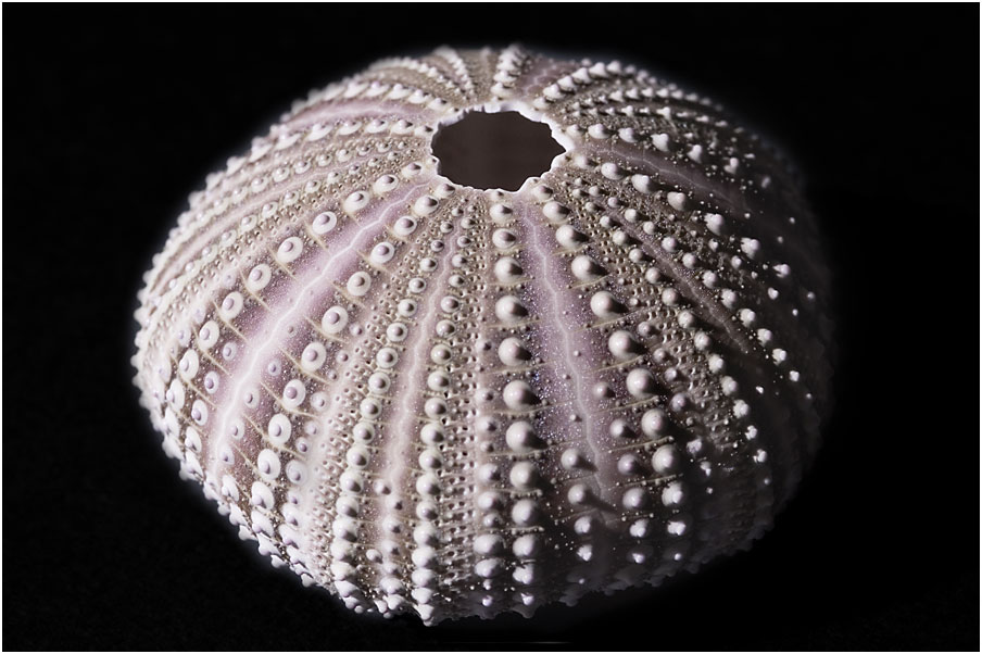 Photography by Joanne25 for DesignCrowd (Community Contests) | Design #9059342