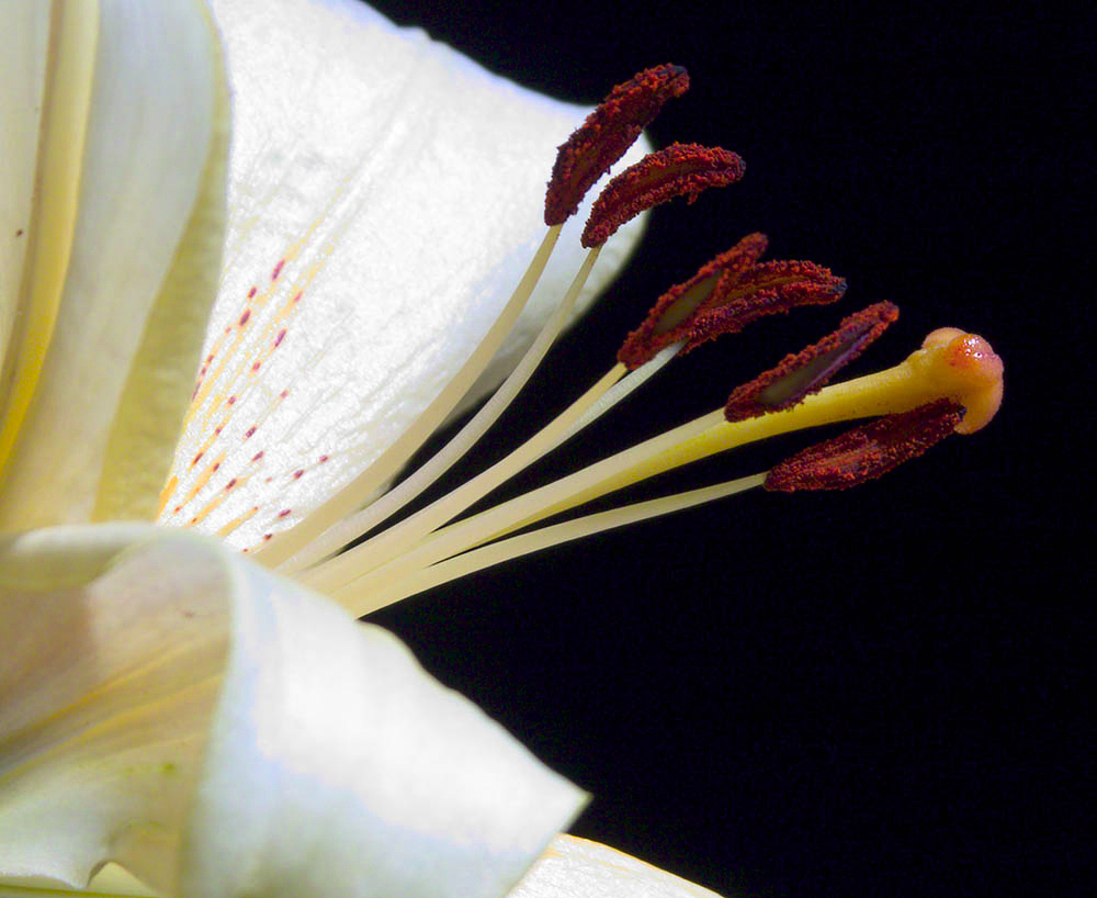 Fotografie von georgethedog für DesignCrowd (Community Contests) | Design #9059289