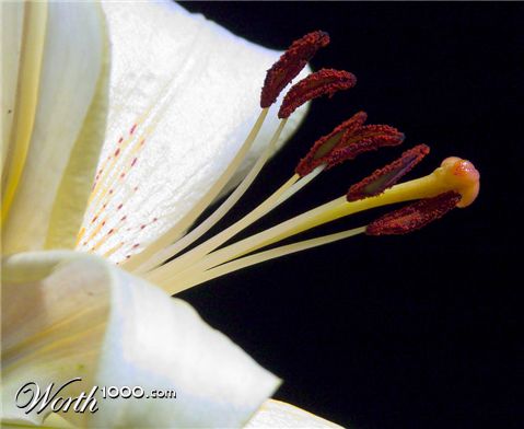 Photography by georgethedog