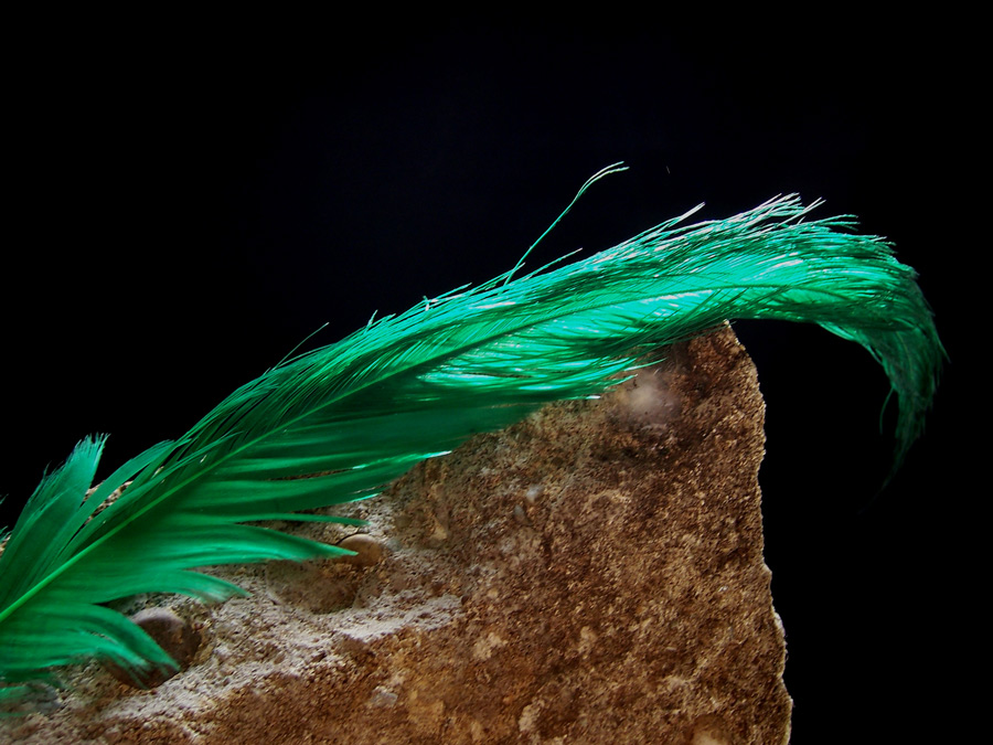 Photography by DutchPuh for DesignCrowd (Community Contests) | Design #9059334