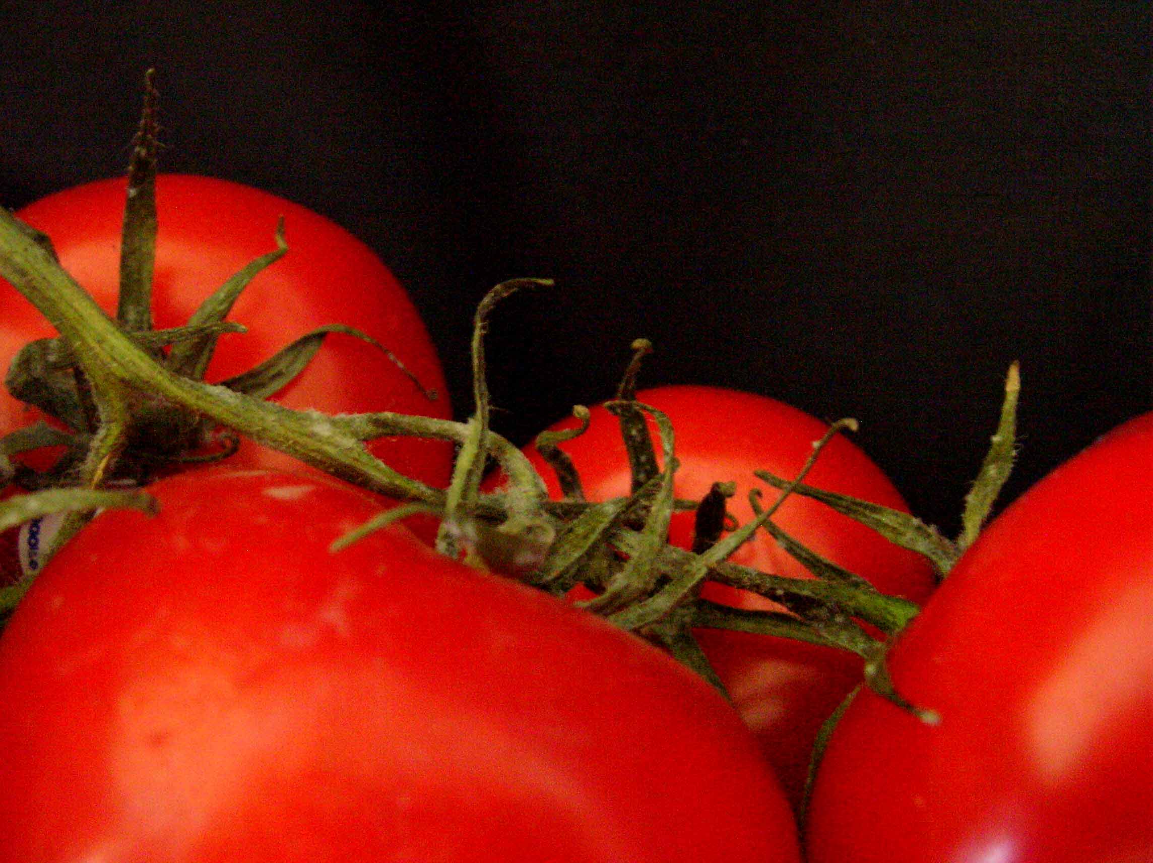 Photography by nova22 for DesignCrowd (Community Contests) | Design #9059259