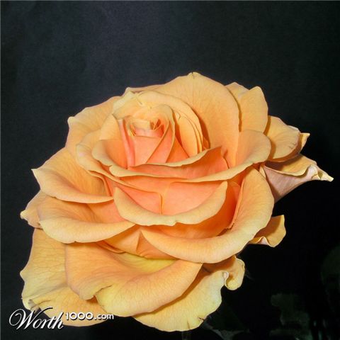 Photography by mzmzmzmz