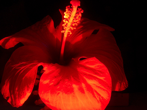 Photographie par negromo pour DesignCrowd (Community Contests) | Design #9059353