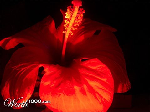 Photography by negromo