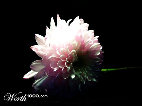 Photography by hidalgorocks