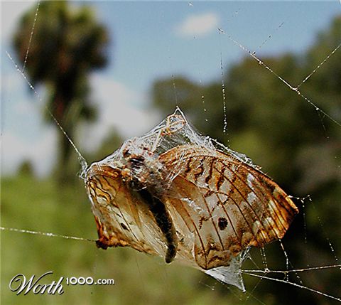 Photography by Captiv8