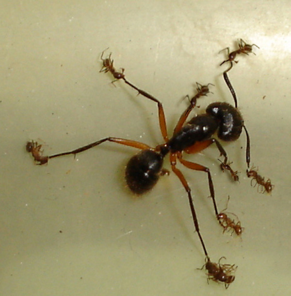 Design Photoshop par MataleoneRJ pour DesignCrowd (Community Contests) | Design #9056424