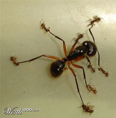 Photoshop Design by MataleoneRJ