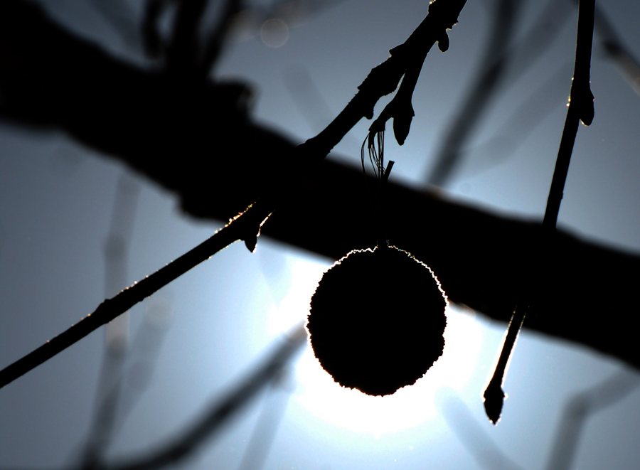 Photography by firebox-RococoRevivalist for DesignCrowd (Community Contests) | Design #9050916