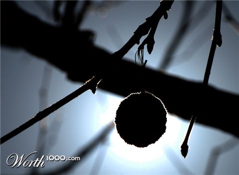 Photography by firebox-RococoRevivalist