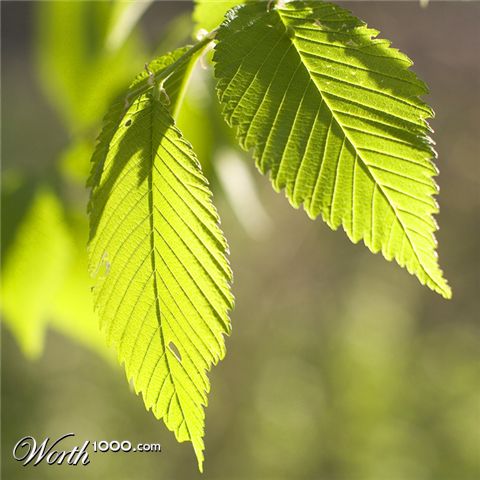 Photography by ChronicPest