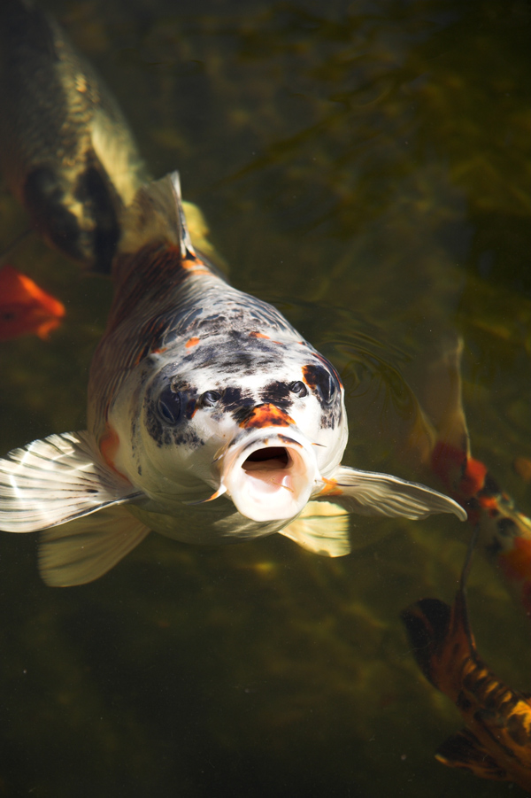 Photography by steveNewby for DesignCrowd (Community Contests) | Design #9054858