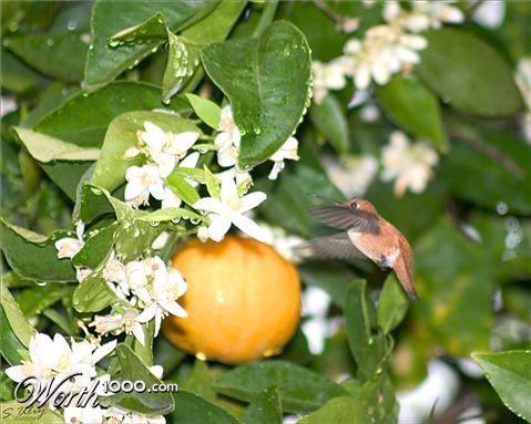 Photography by ScottU
