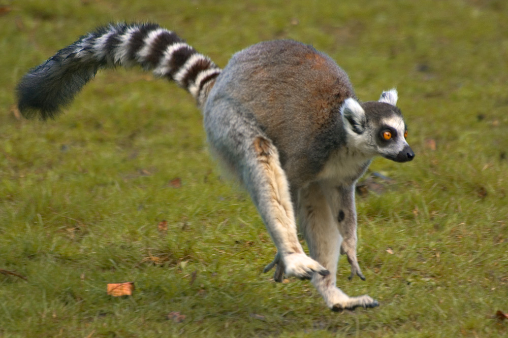 Photographie par MrNelson pour DesignCrowd (Community Contests) | Design #9040771