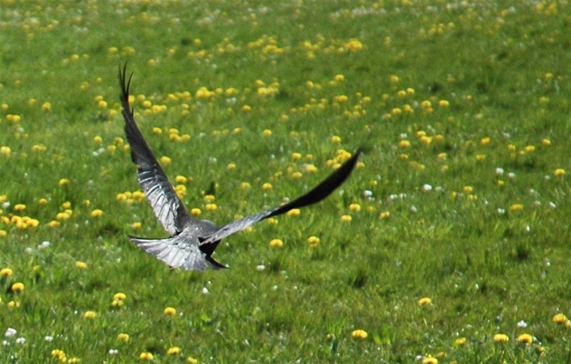 Photography by bvanderhofstede for DesignCrowd (Community Contests) | Design #9040776