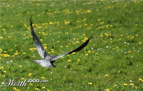 Photography by bvanderhofstede