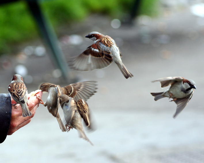 Photography by faltenin for DesignCrowd (Community Contests) | Design #9040784