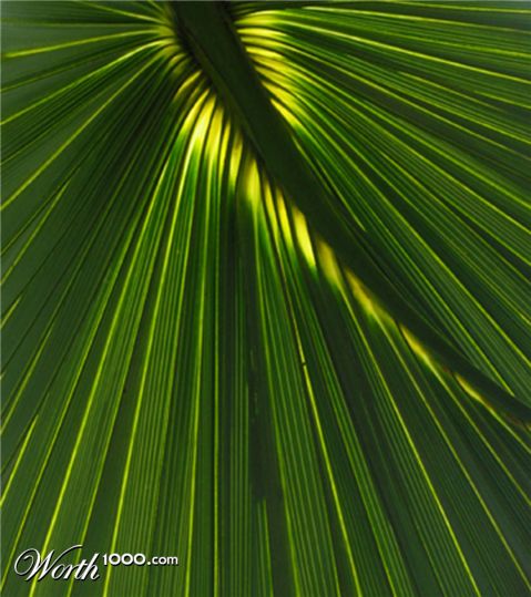 Photography by sheiser