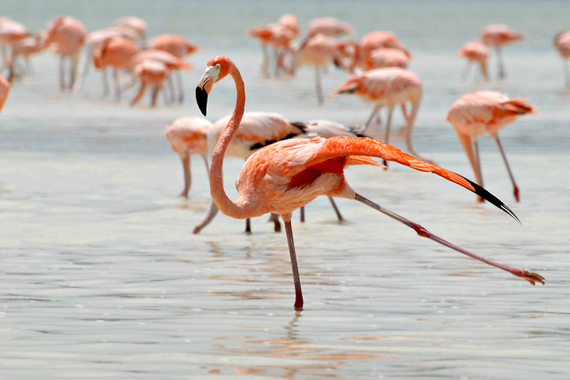 Photography by YaAmir for DesignCrowd (Community Contests) | Design #9040865