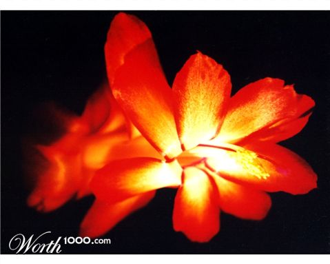 Photography by msphyllis