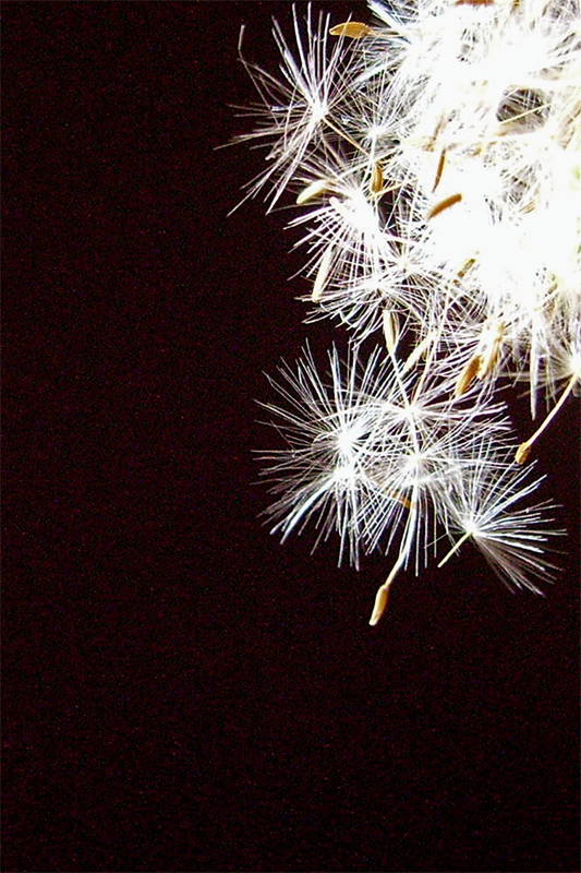 Photography by IsleofJura for DesignCrowd (Community Contests) | Design #9051004