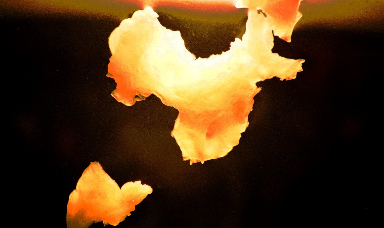 Photography by kalyangantait for DesignCrowd (Community Contests) | Design #9051025