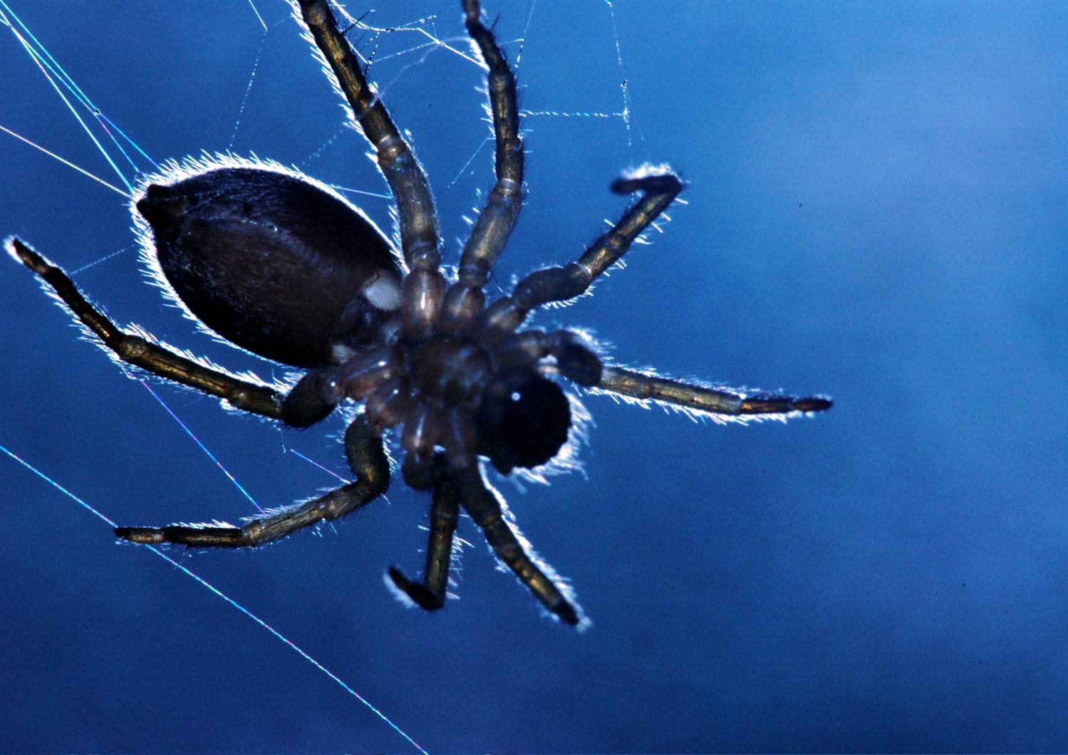 Photography by jezbod for DesignCrowd (Community Contests) | Design #9051016