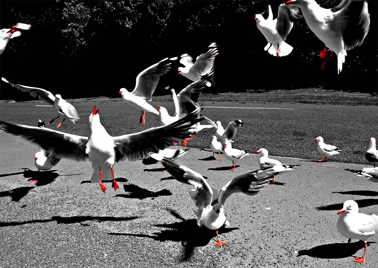 Photography by shazamataz for DesignCrowd (Community Contests) | Design #9040846