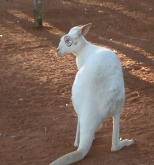 Photoshop Design by Irrwitzer for DesignCrowd (Community Contests) | Design #9039670