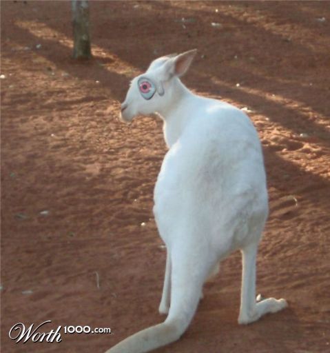 Photoshop Design by Irrwitzer