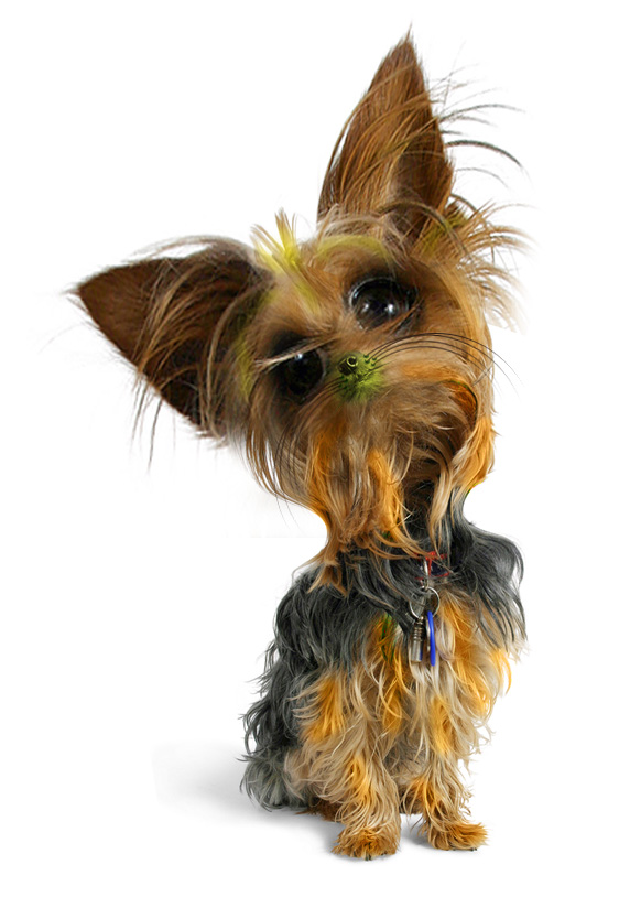 Photoshop Design by hemantsharma for DesignCrowd (Community Contests) | Design #9039664