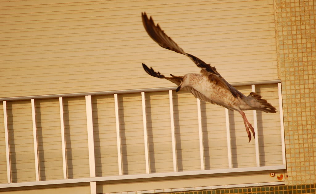 Fotografie von peixoto für DesignCrowd (Community Contests) | Design #9040852