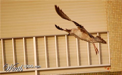 Photography by peixoto