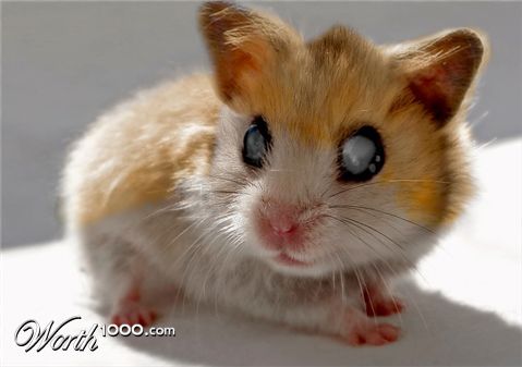 Photoshop Design by moco11