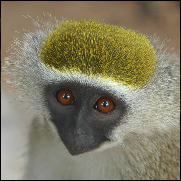 Diseño de Photoshop por boris200 para DesignCrowd (Community Contests) | Diseño #9039959